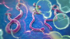 Bilanț OMS: Peste 5100 de decese provocate de Ebola (foto:patch.com)